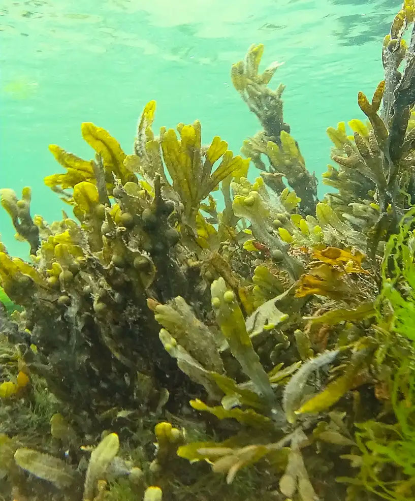 King Seaweed’s Kingdom